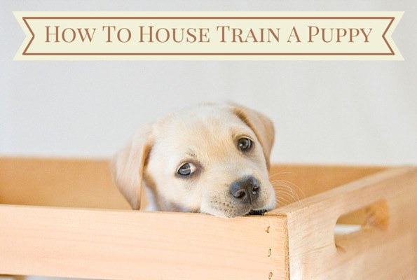 How To House Train A Puppy | Definitive Potty Training Guide