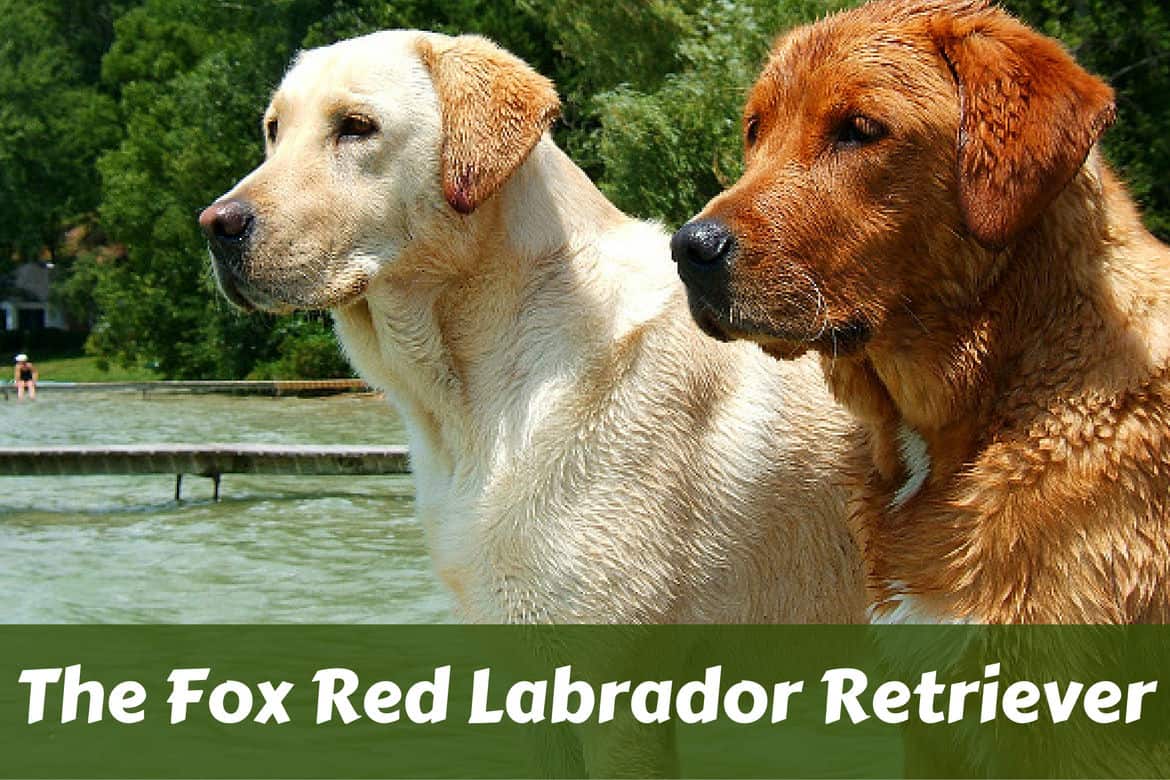Red Lab Facts 101: Surprising Truths About The Fox Red Labrador Retriever