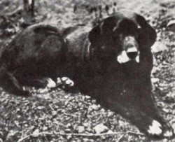 Labrador retriever története: A St Johns kutya