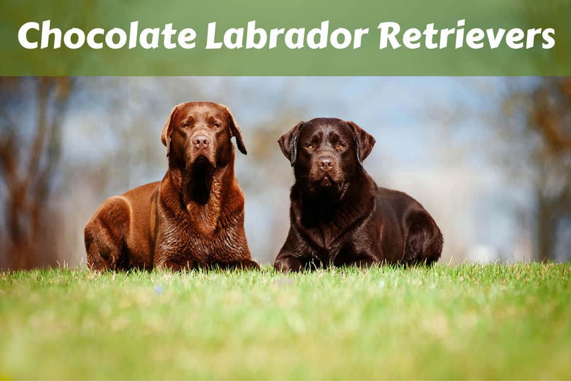 what color of labrador is the smartest