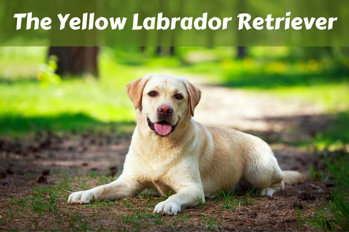 yellow lab dog