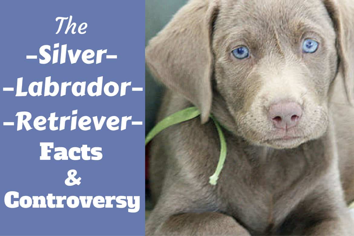 Silver Labrador Retriever Facts About Silver Labs You Need To Know Today
