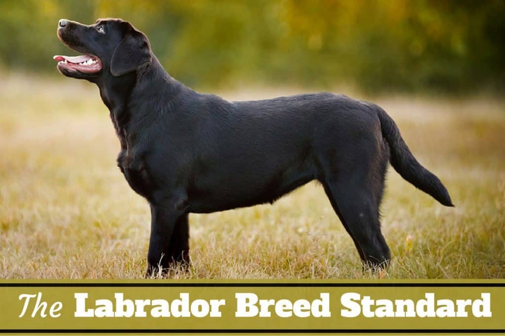 small labrador breed