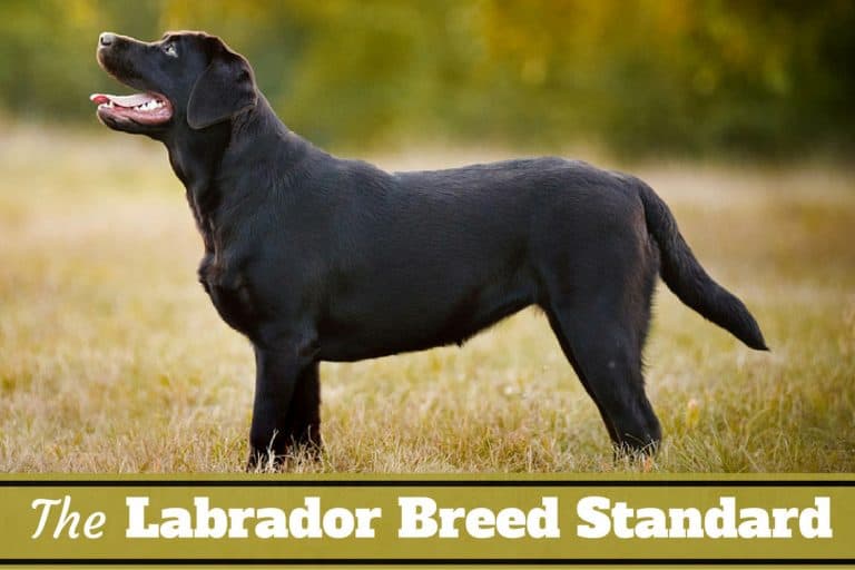 Black Labrador Retriever Facts