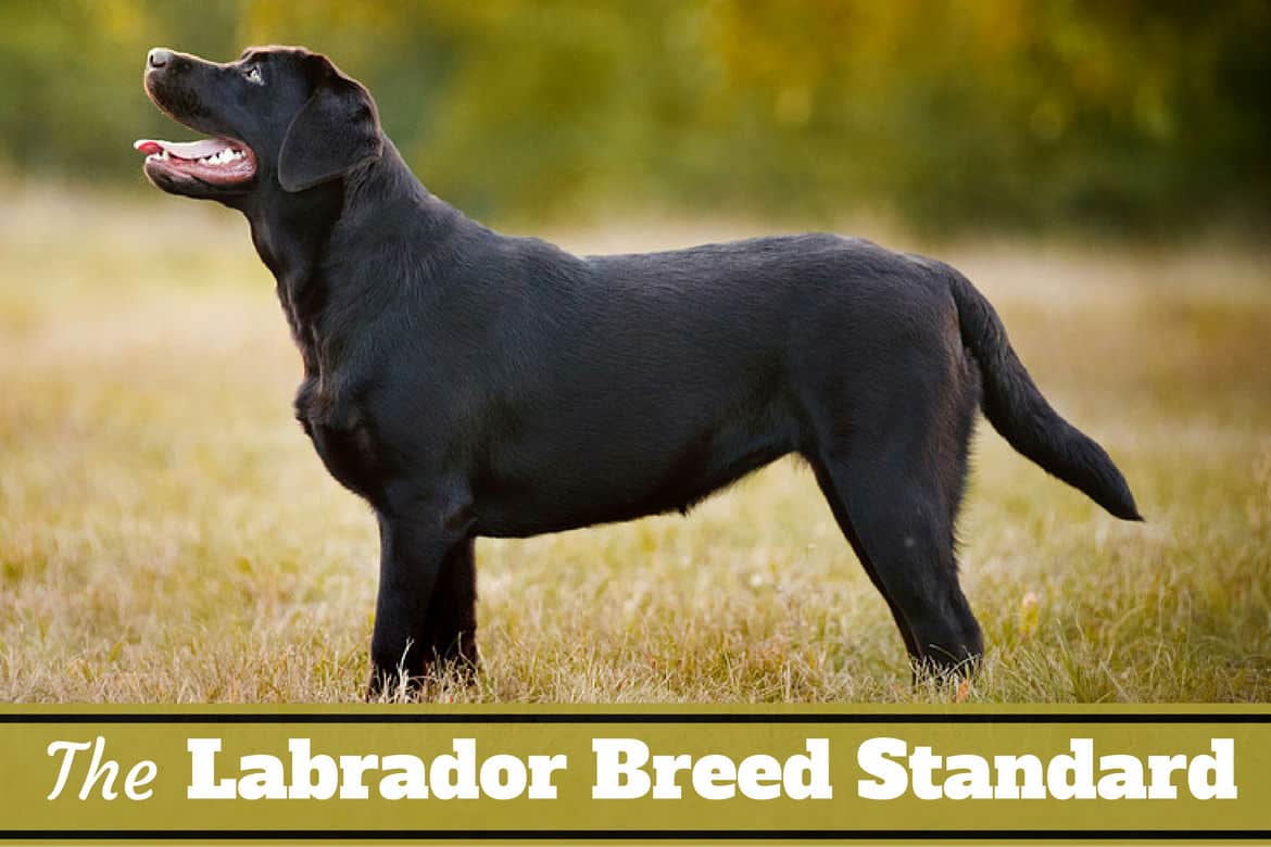 Labrador Breed Standard - What Makes a Labrador Retriever? Tails ...