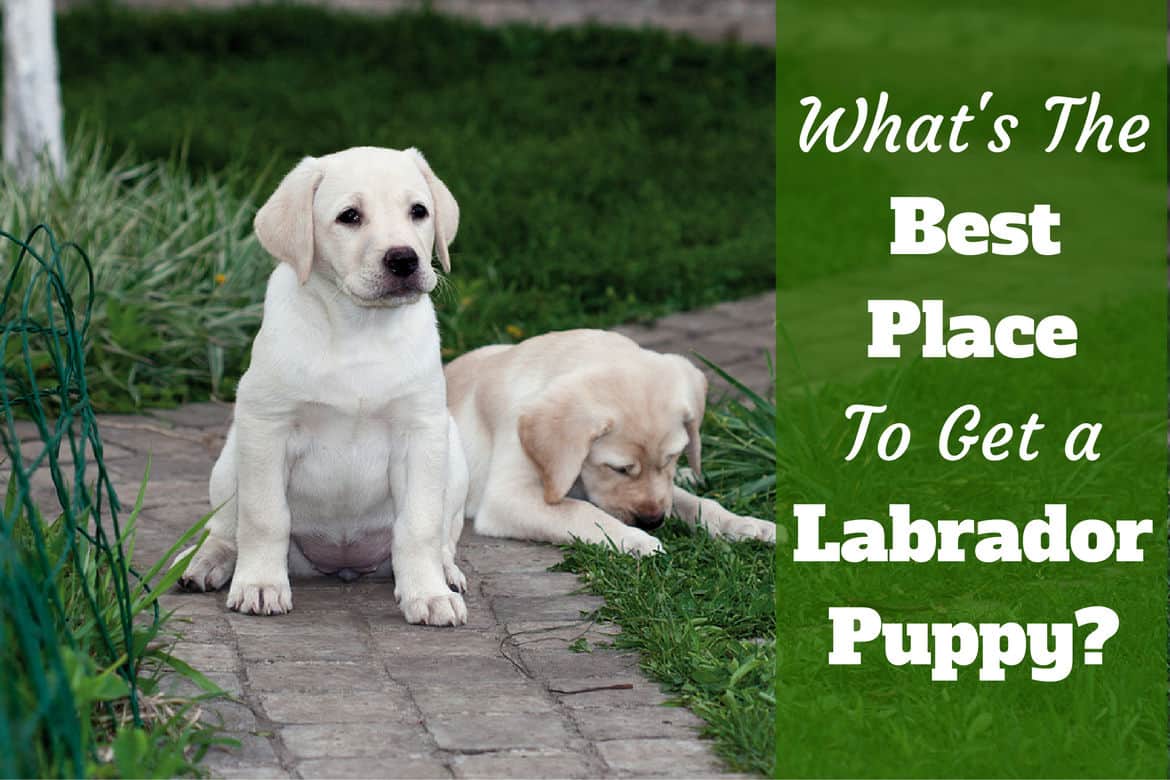 Where to get a Labrador? So many options!