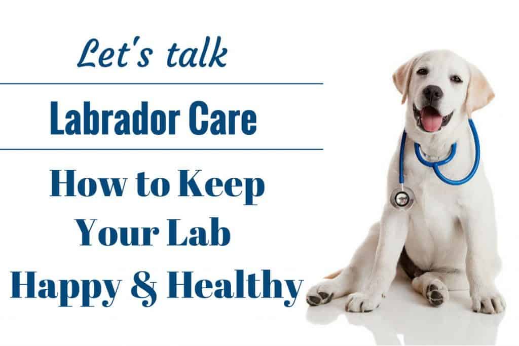 best nail clippers for labradors