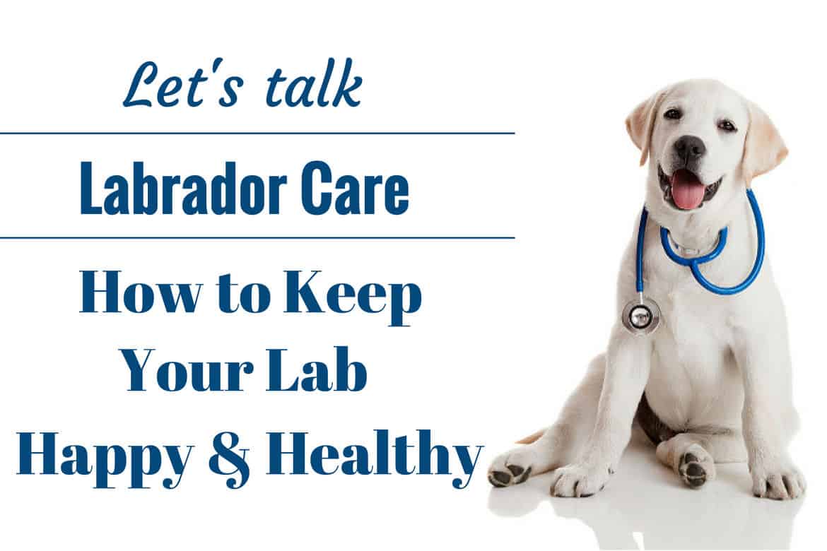 An Introduction To Caring For A Labrador Retriever