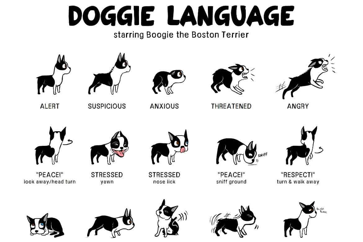 how do you show a dog you love them in dog language