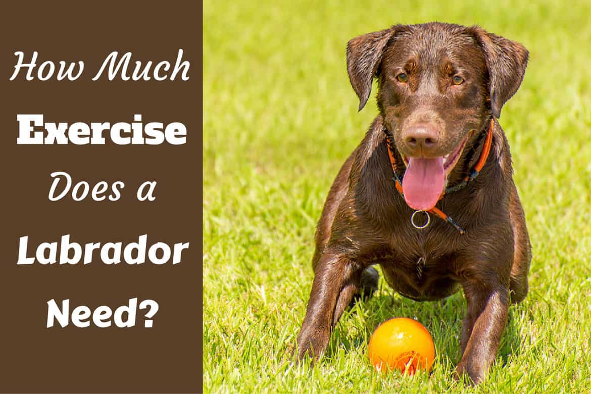 How Much Exercise Does a Dog Need?