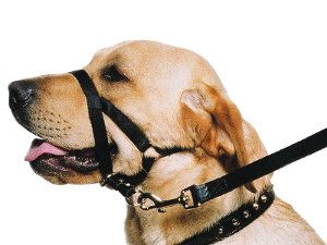 best dog harness to stop pulling