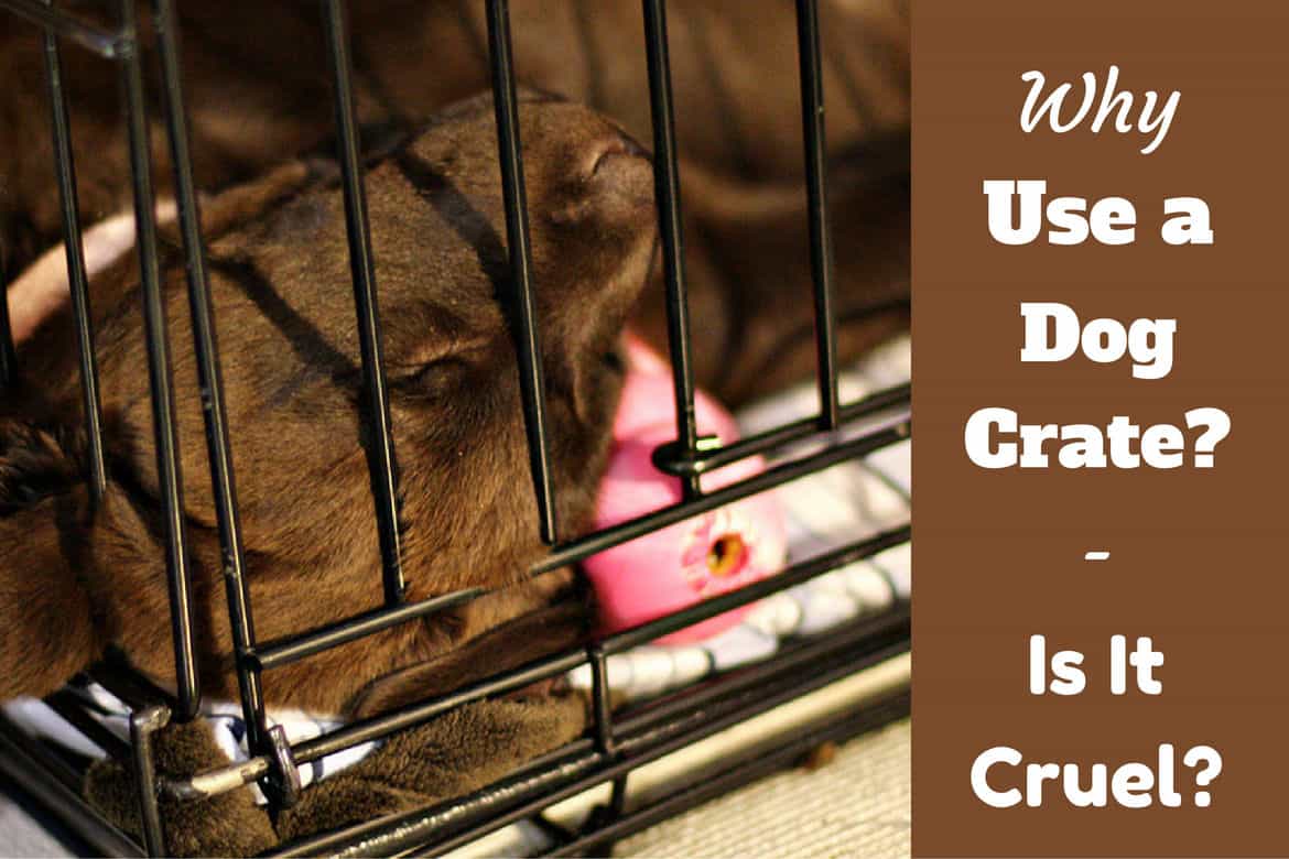 safe toys for puppies in crate