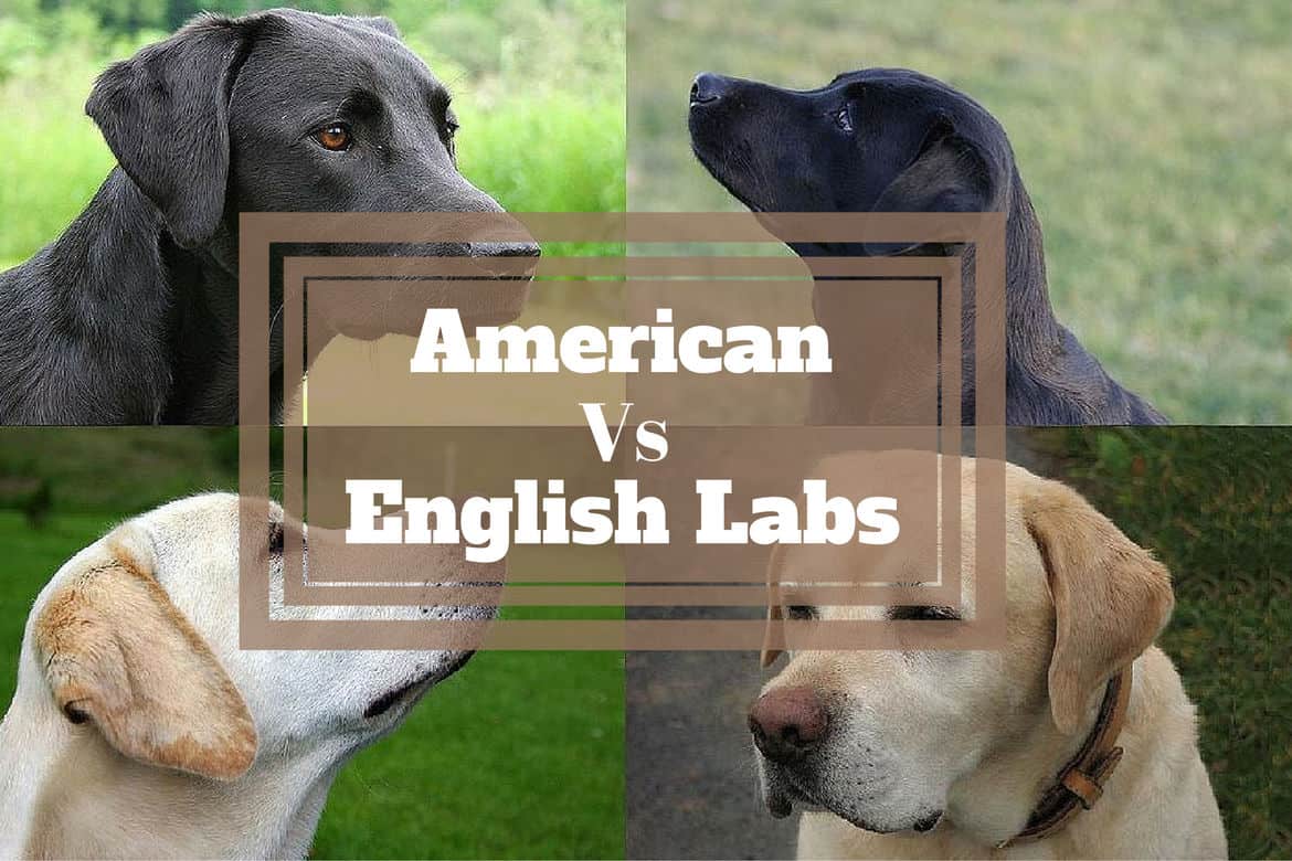 English Labs vs American Labs 