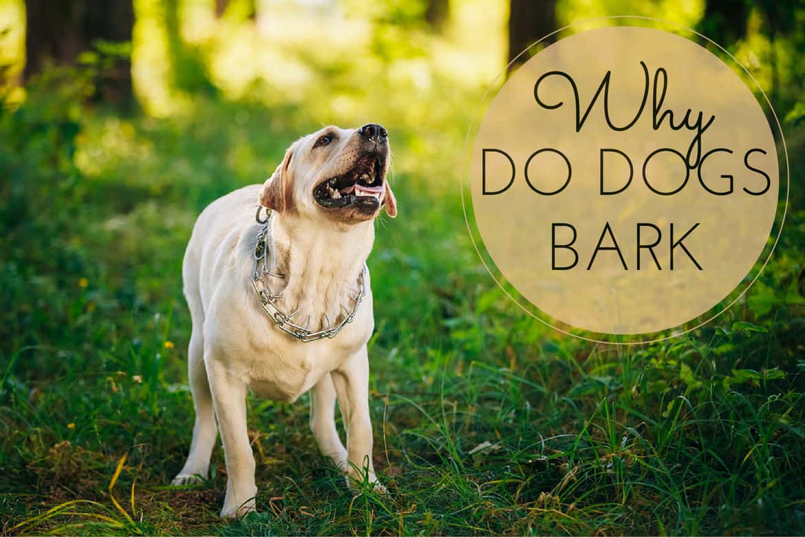 how do i get my dog to stop barking in the yard