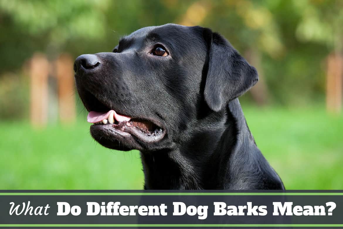 do hounds bark a lot