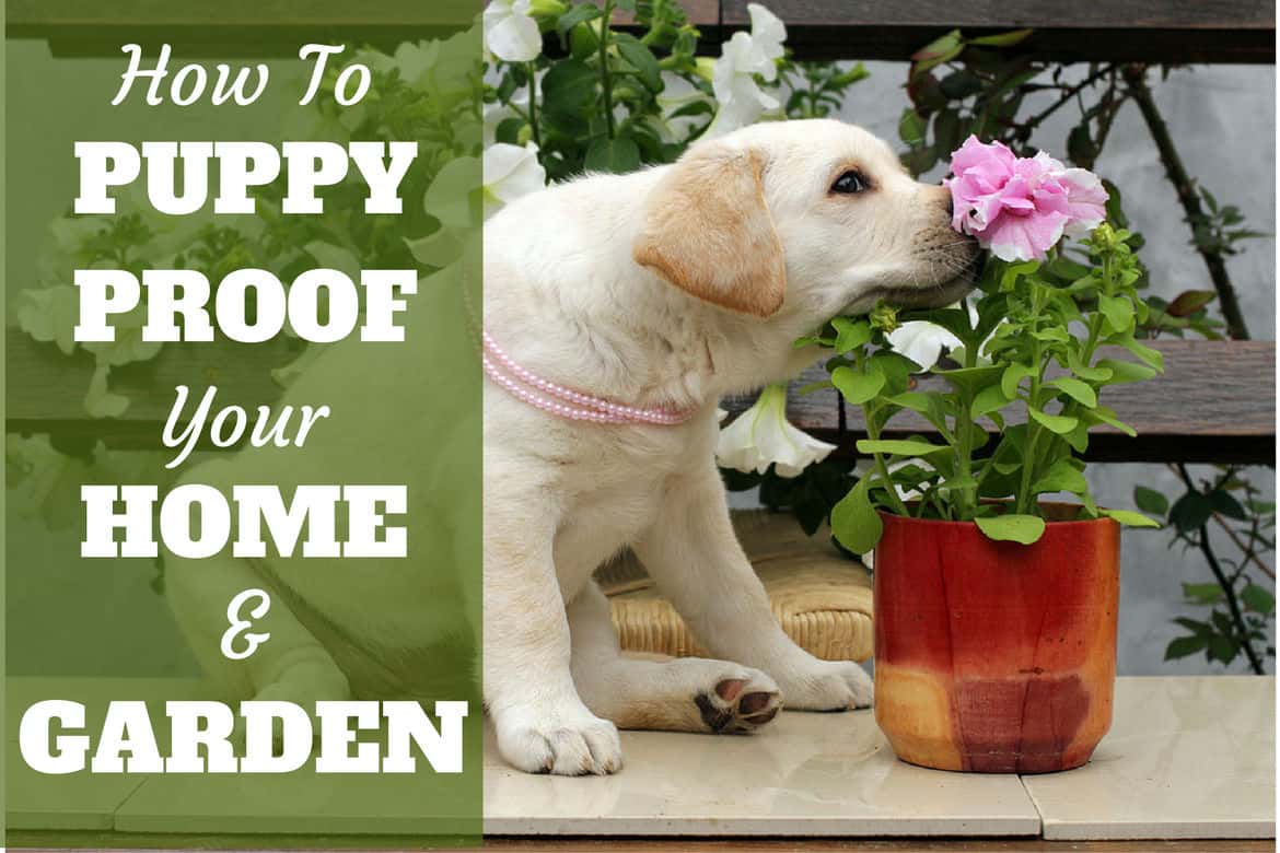 Guide to Puppy Proofing Your Home And Garden