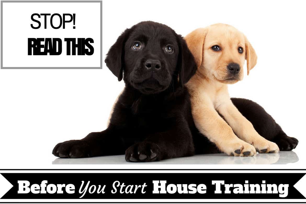 Basic Guide On House Training Puppies 