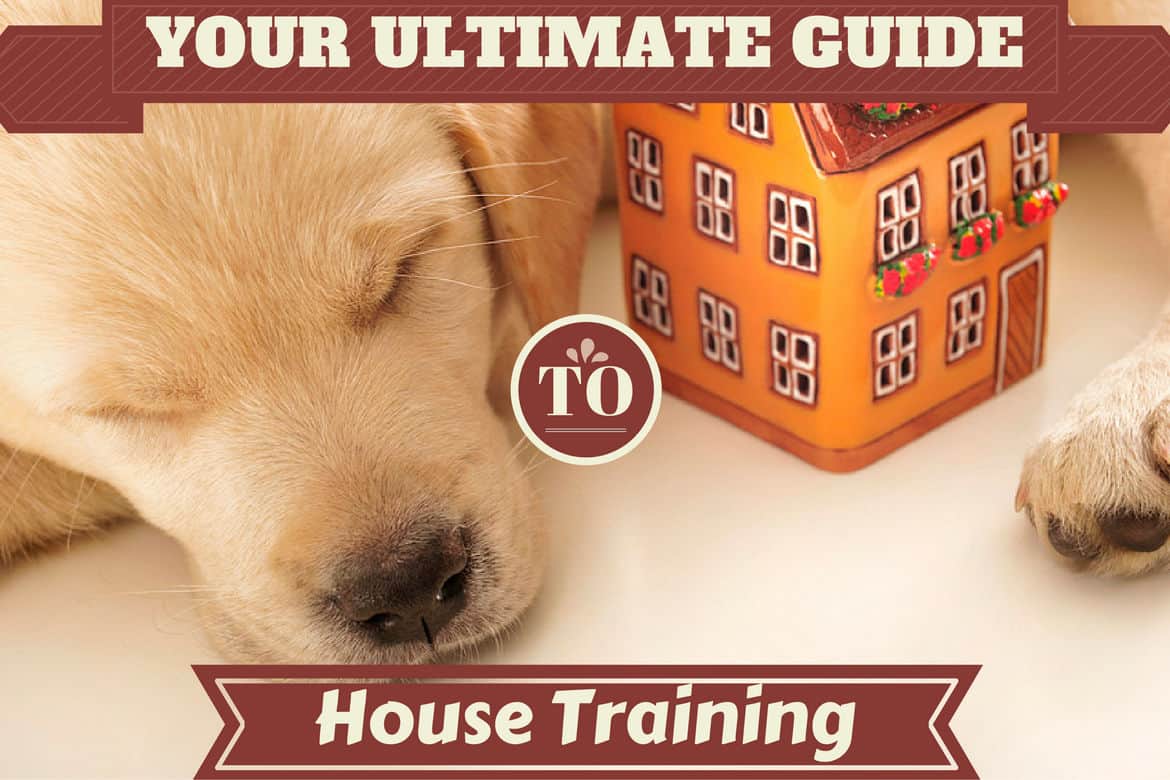 https://www.labradortraininghq.com/wp-content/uploads/2014/08/House-training-the-ultimate-guide.jpg