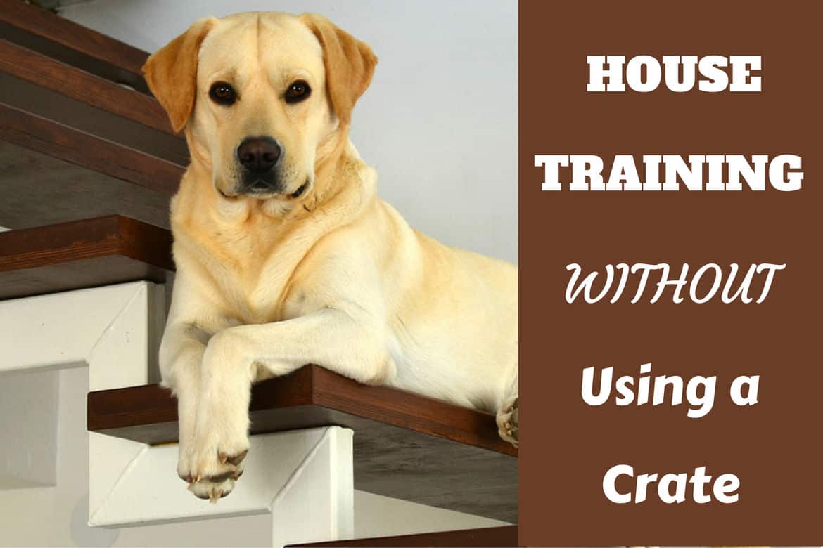 how to potty train an older dog without a crate