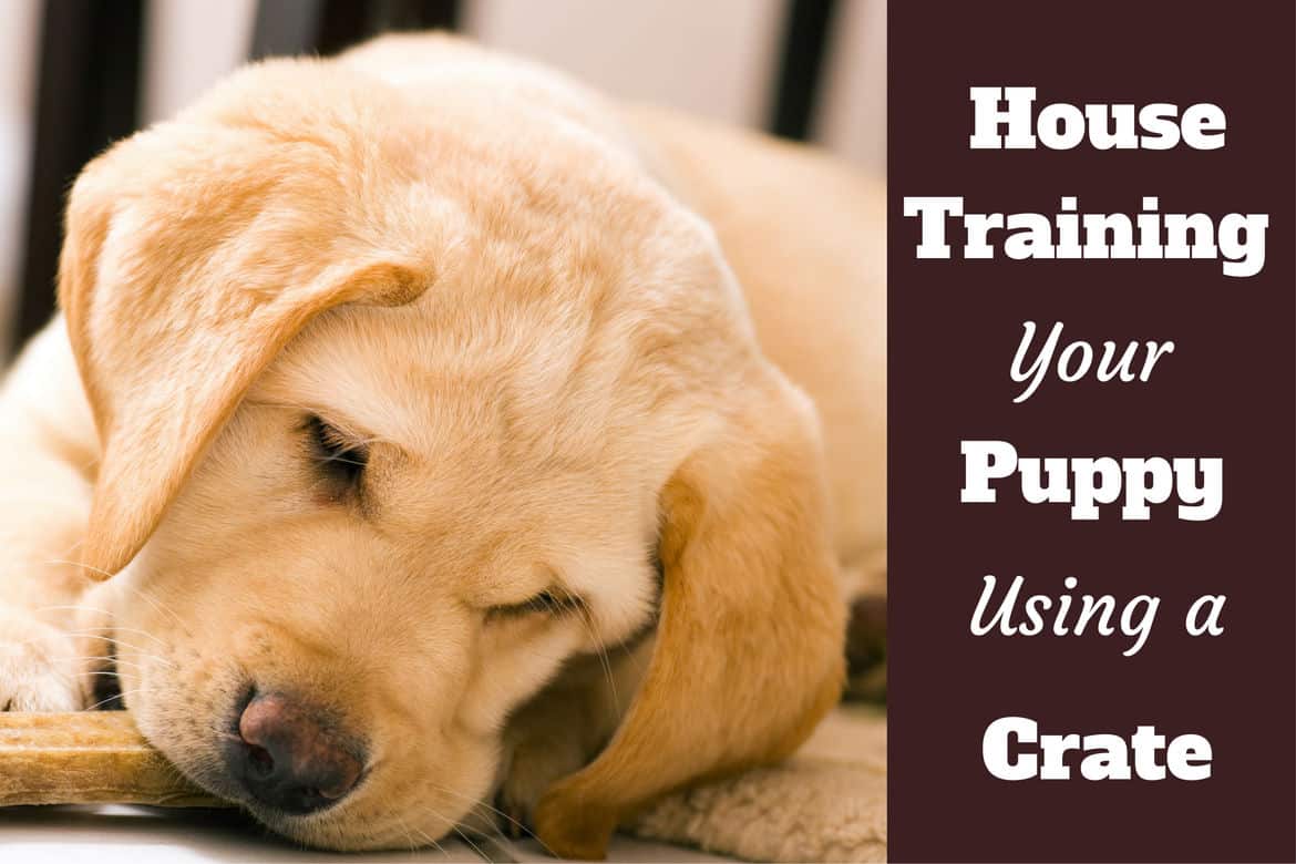 whats the best way to potty train a dog