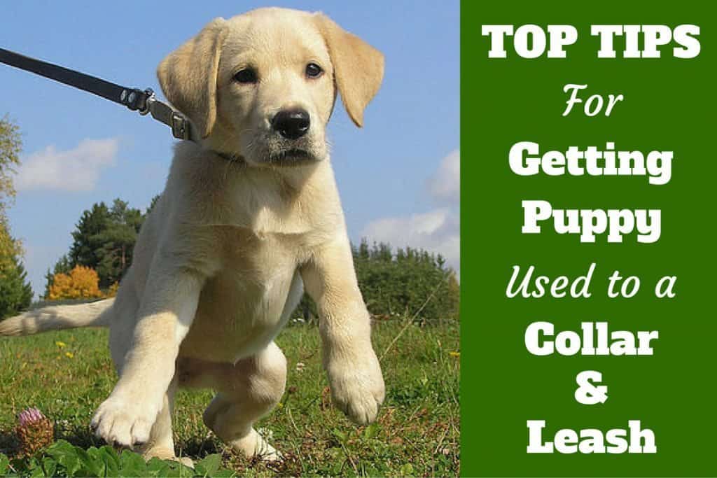 Your Puppy Used To A Collar And Leash