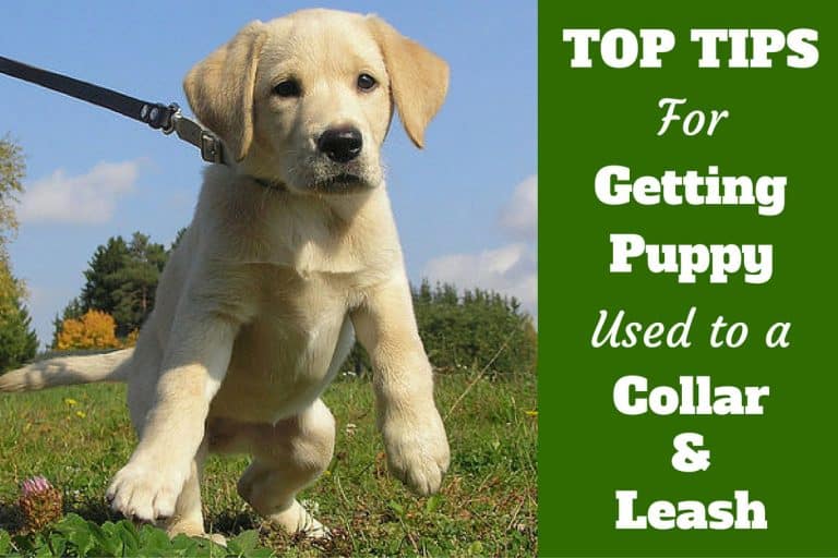 How To Get Your Puppy Used To A Collar And Leash