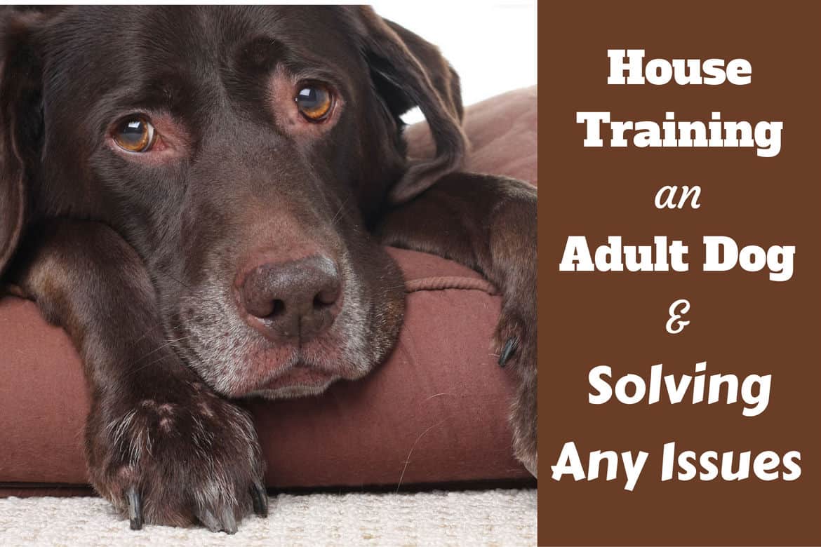 house training an older dog without a crate