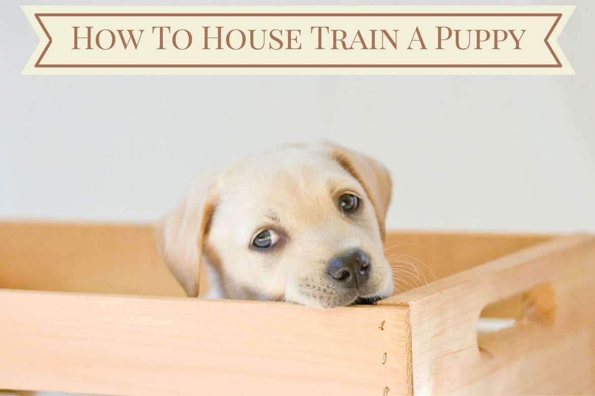potty training a puppy in winter