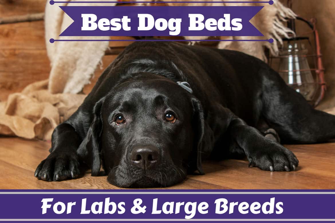 Best Dog Beds for Large Dogs and For 