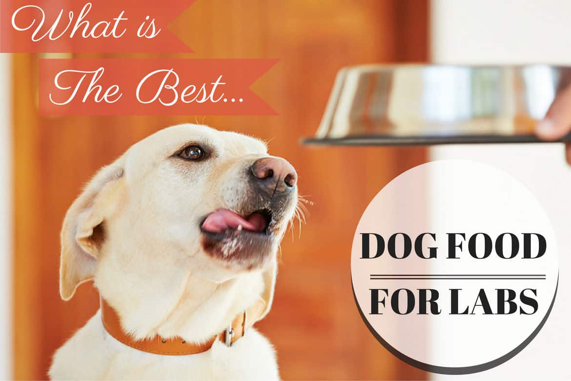 Best Dog Food For Labradors (A Complete 