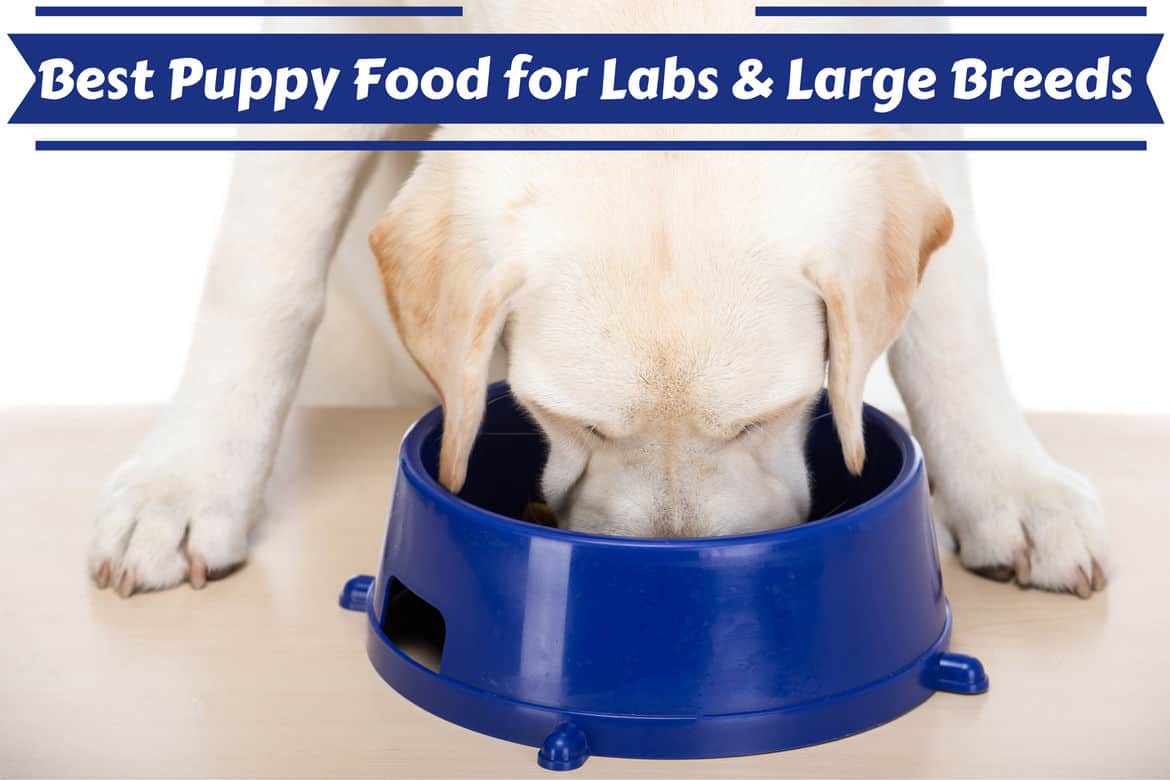 best food for black lab puppy