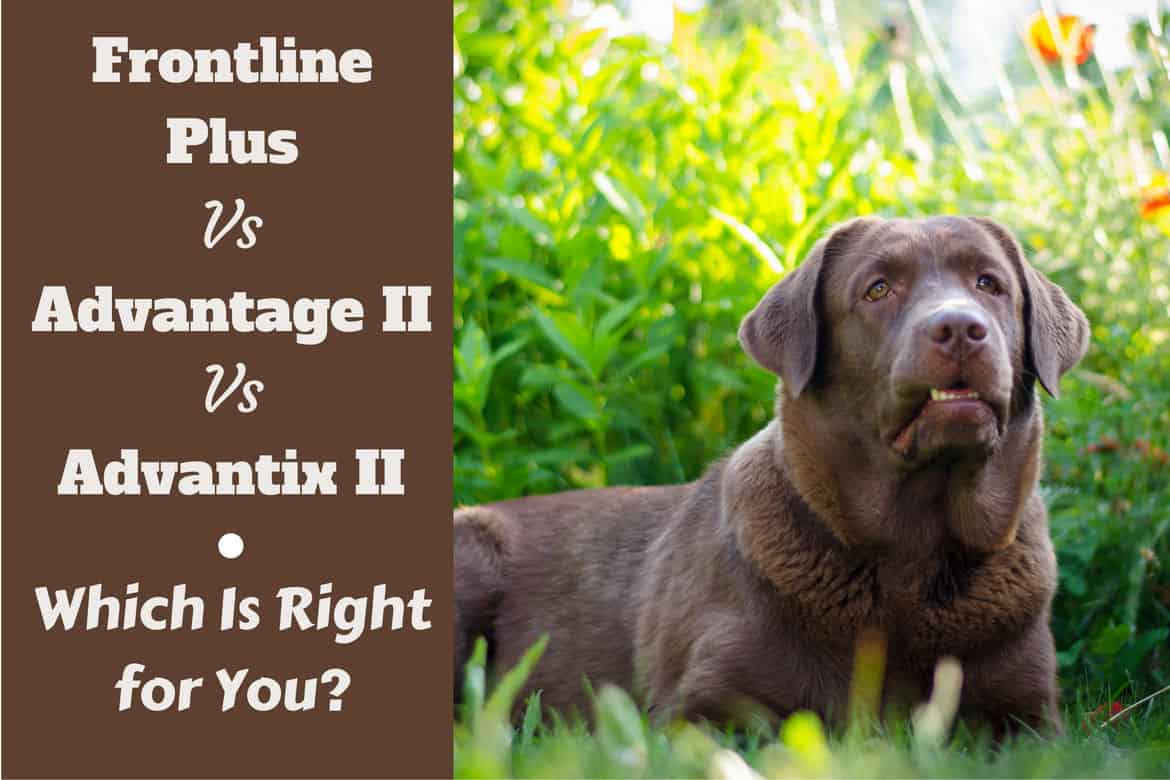 best price advantage for dogs