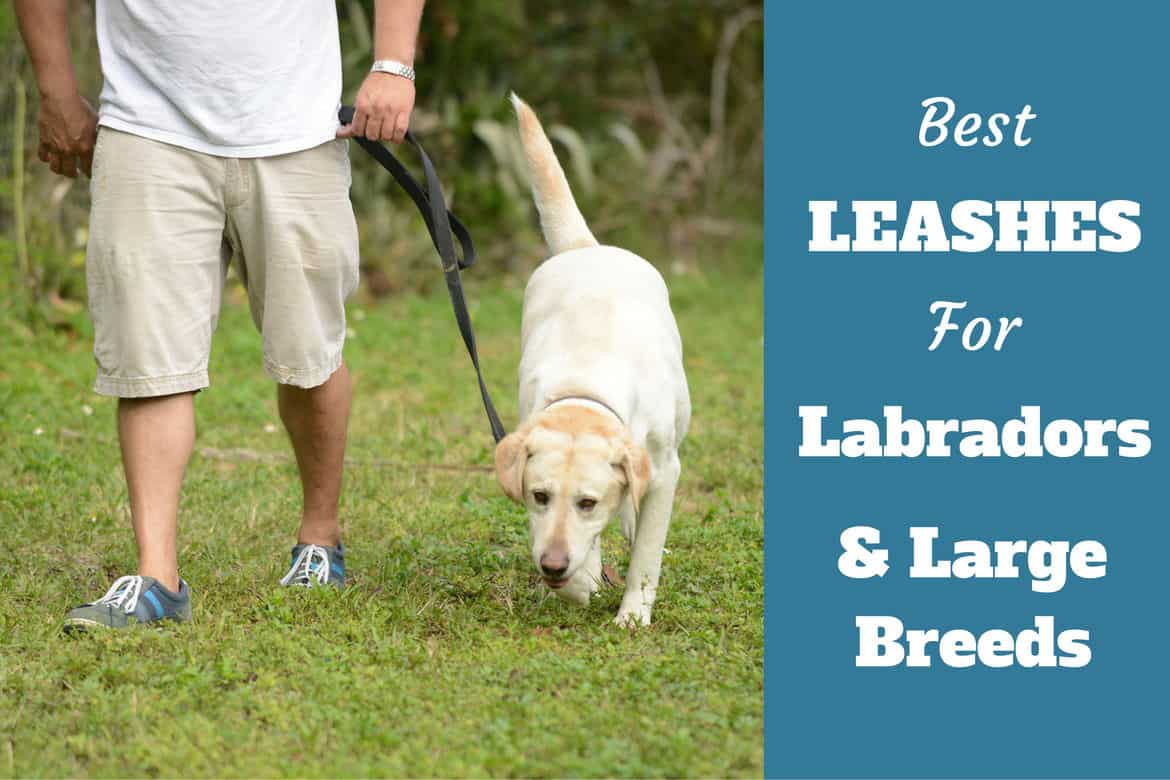 leash for labrador