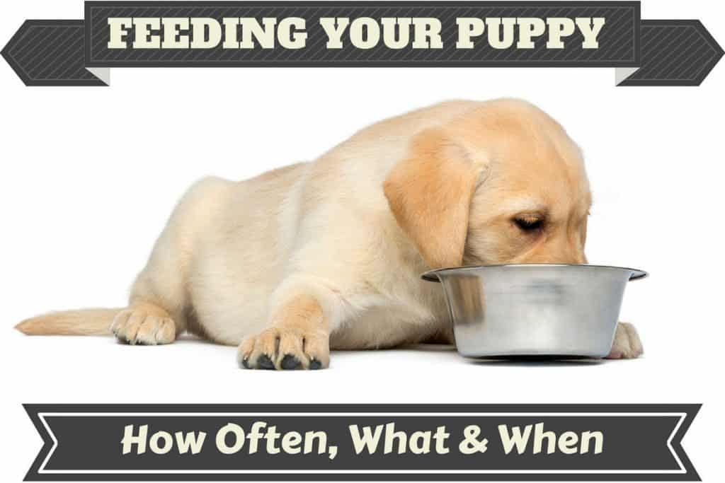 when can i stop feeding puppy food