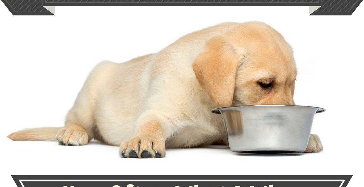 Labrador puppy diet chart best sale