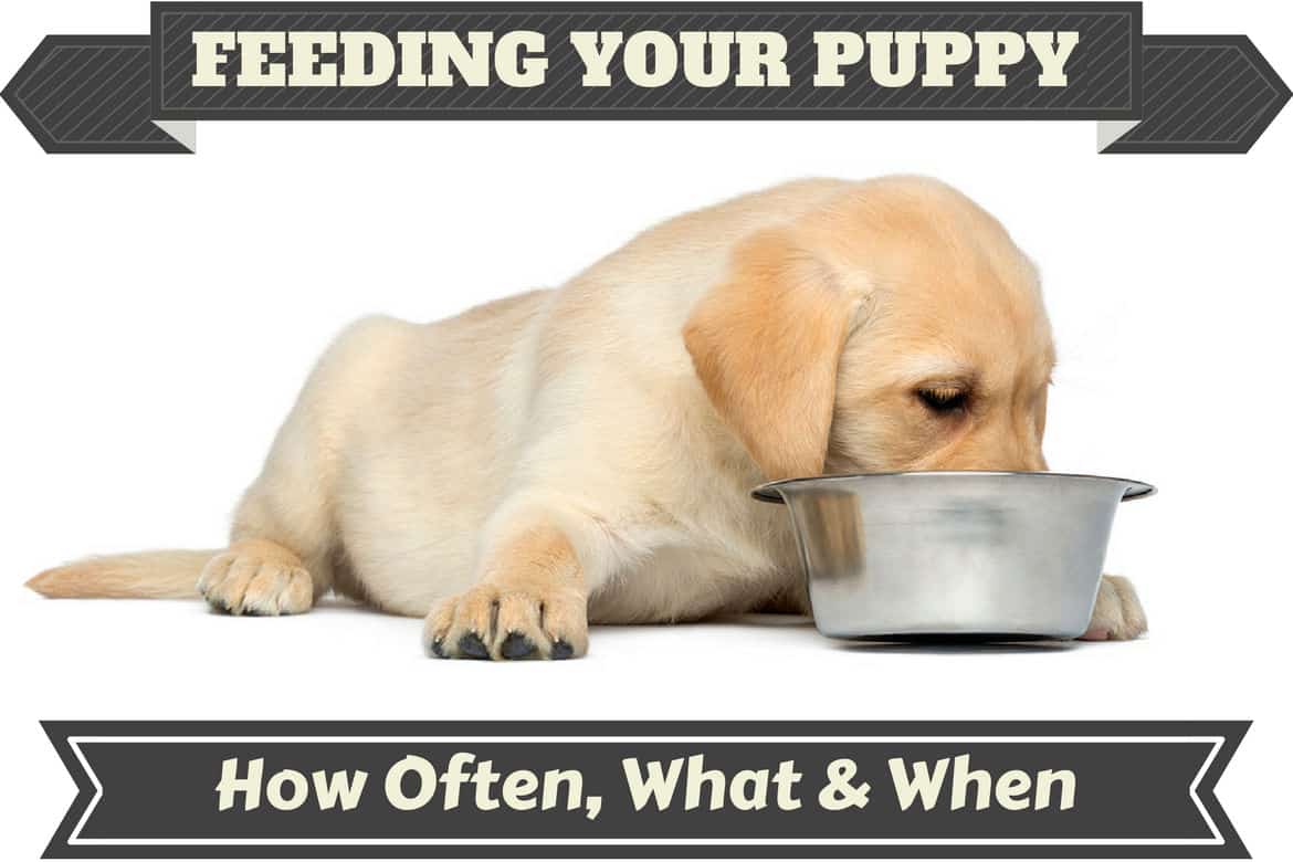 can a 5 week old puppy eat dog food