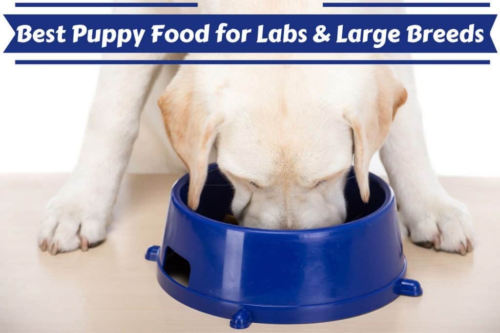 best puppy dog food