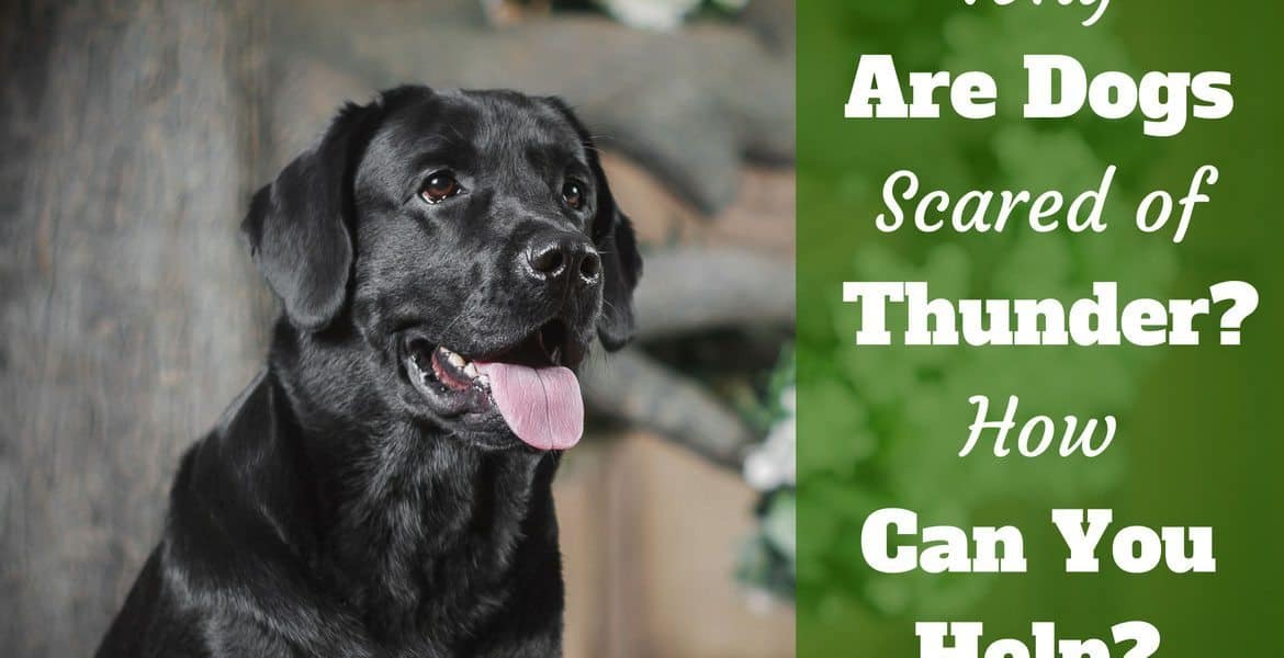 Why are dogs scared of thunder: portrait of black labrador