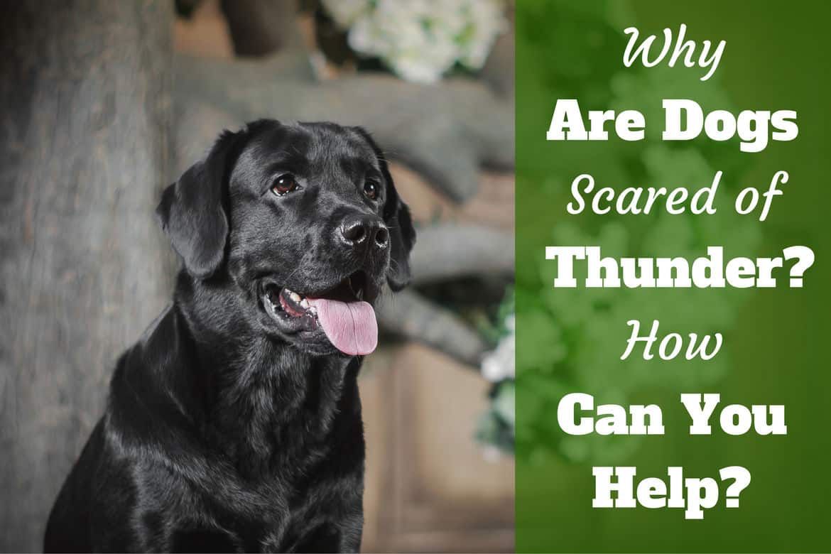 how to help dog afraid of thunder