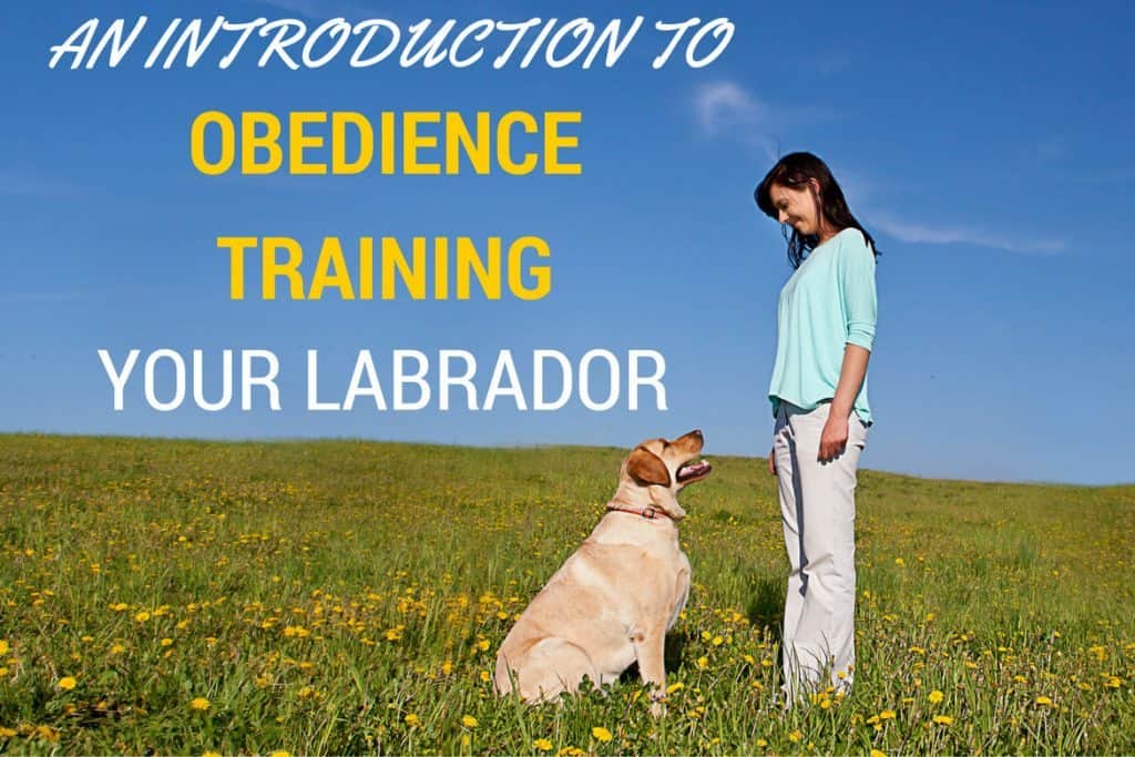 Labrador Obedience Training - An 