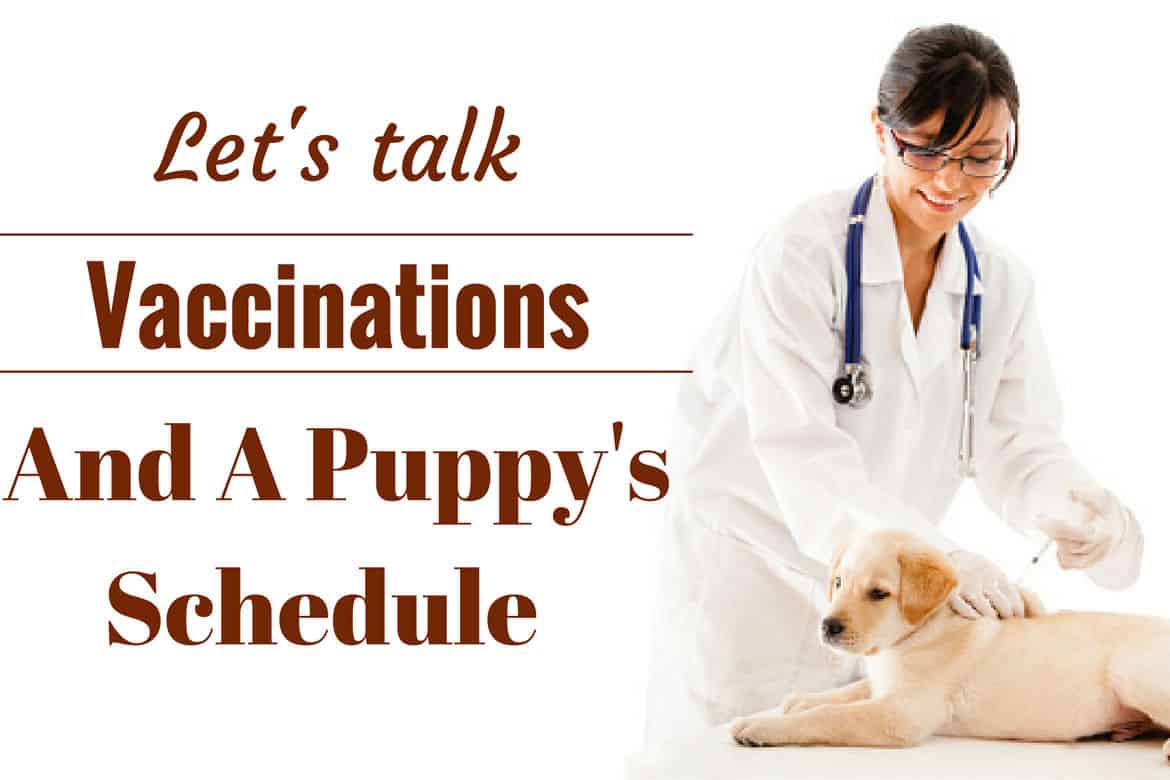 which vaccines do dogs need yearly