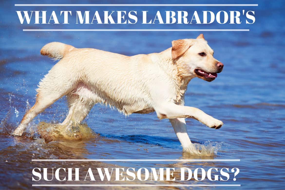 are labrador retrievers good outside dogs
