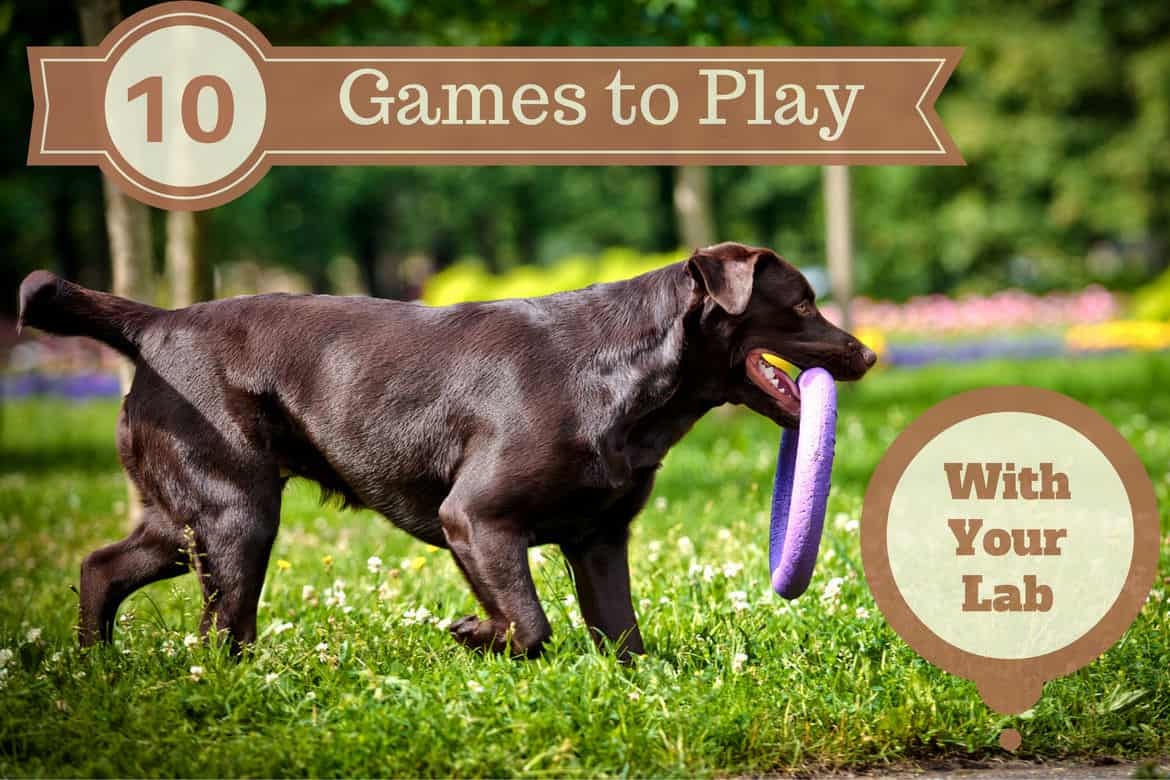 Intermediate Dog Exercise Course - 6 Activities - Playful