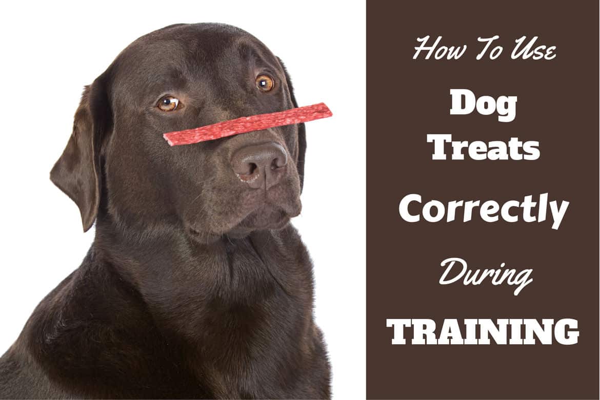 how many training treats can you give dog