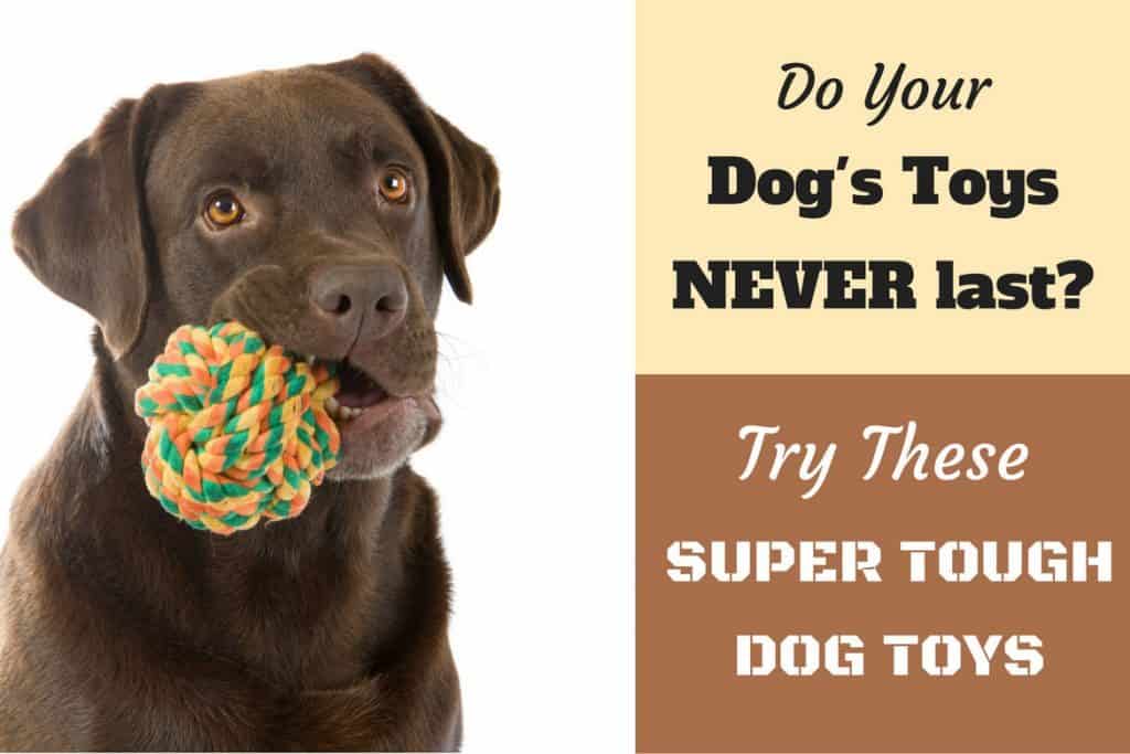 indestructible rope dog toys