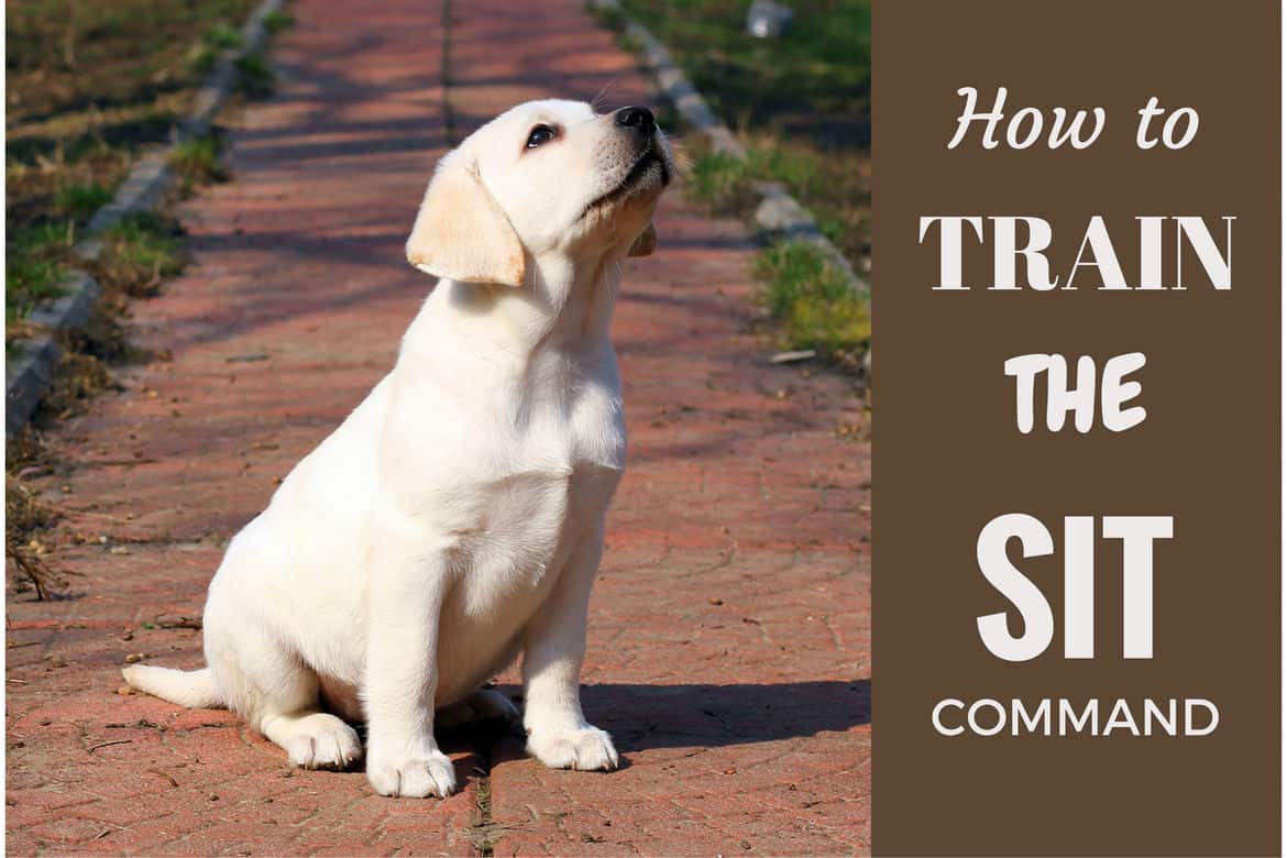 are labrador puppies easy to train