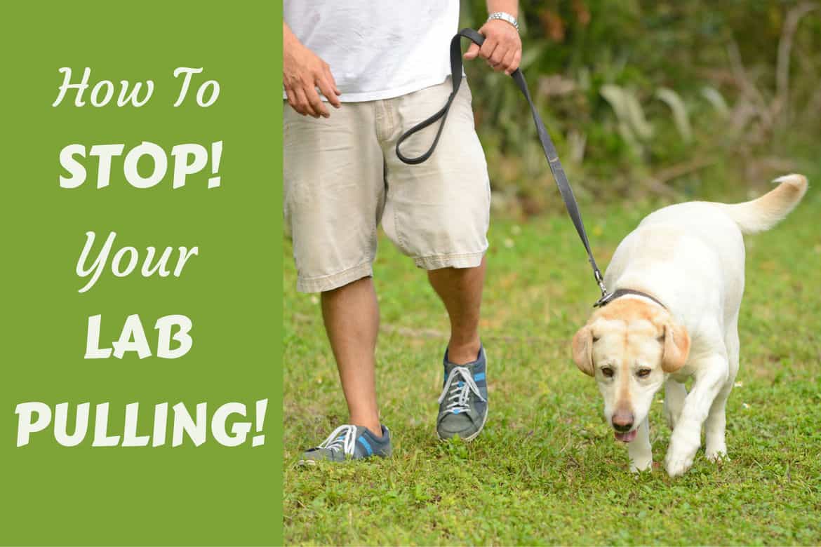 how to get labrador to stop pulling on leash