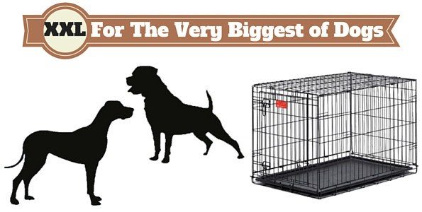 Best Dog Crates Type To Get (Complete Guide of Lab Cages 2020)