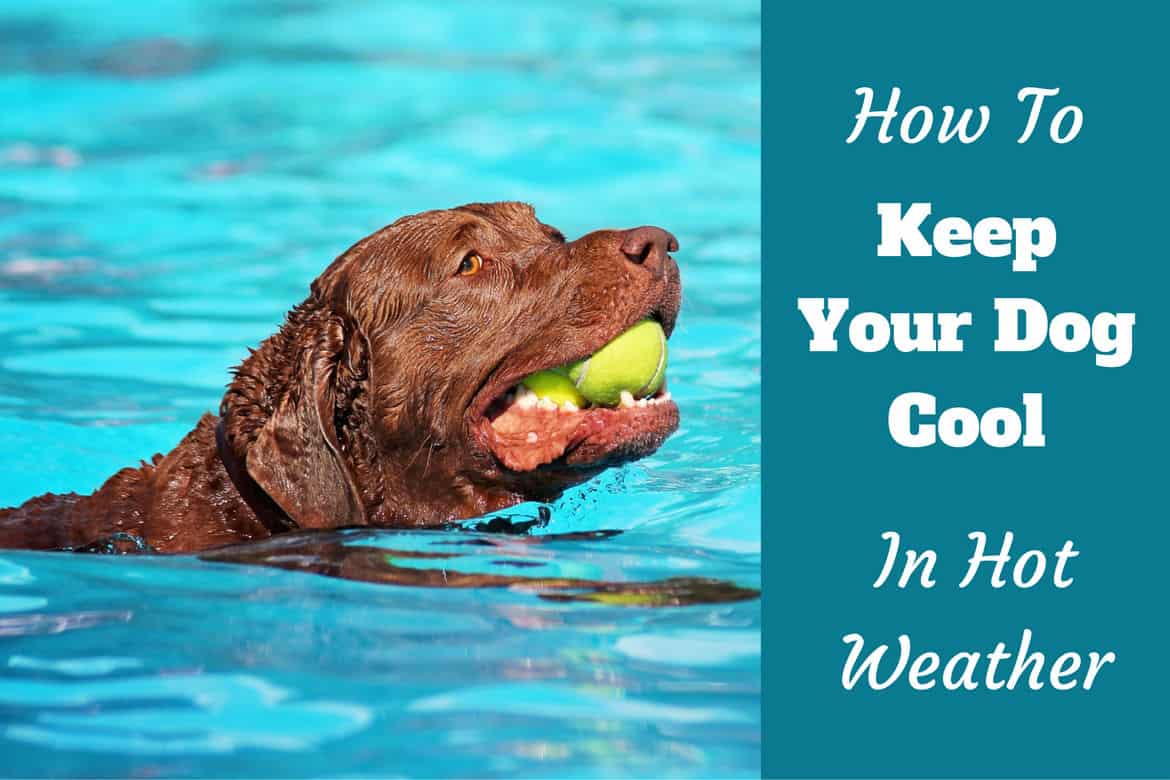 how to keep your dog cool inside