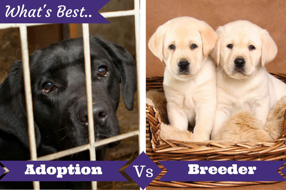 how much does it cost to become a dog breeder